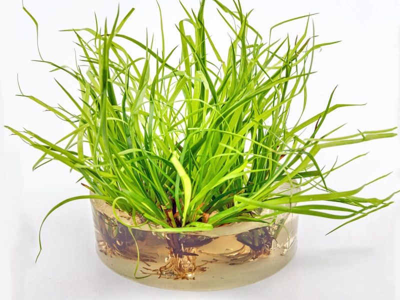 Kriechende Binse - Juncus repens in vitro